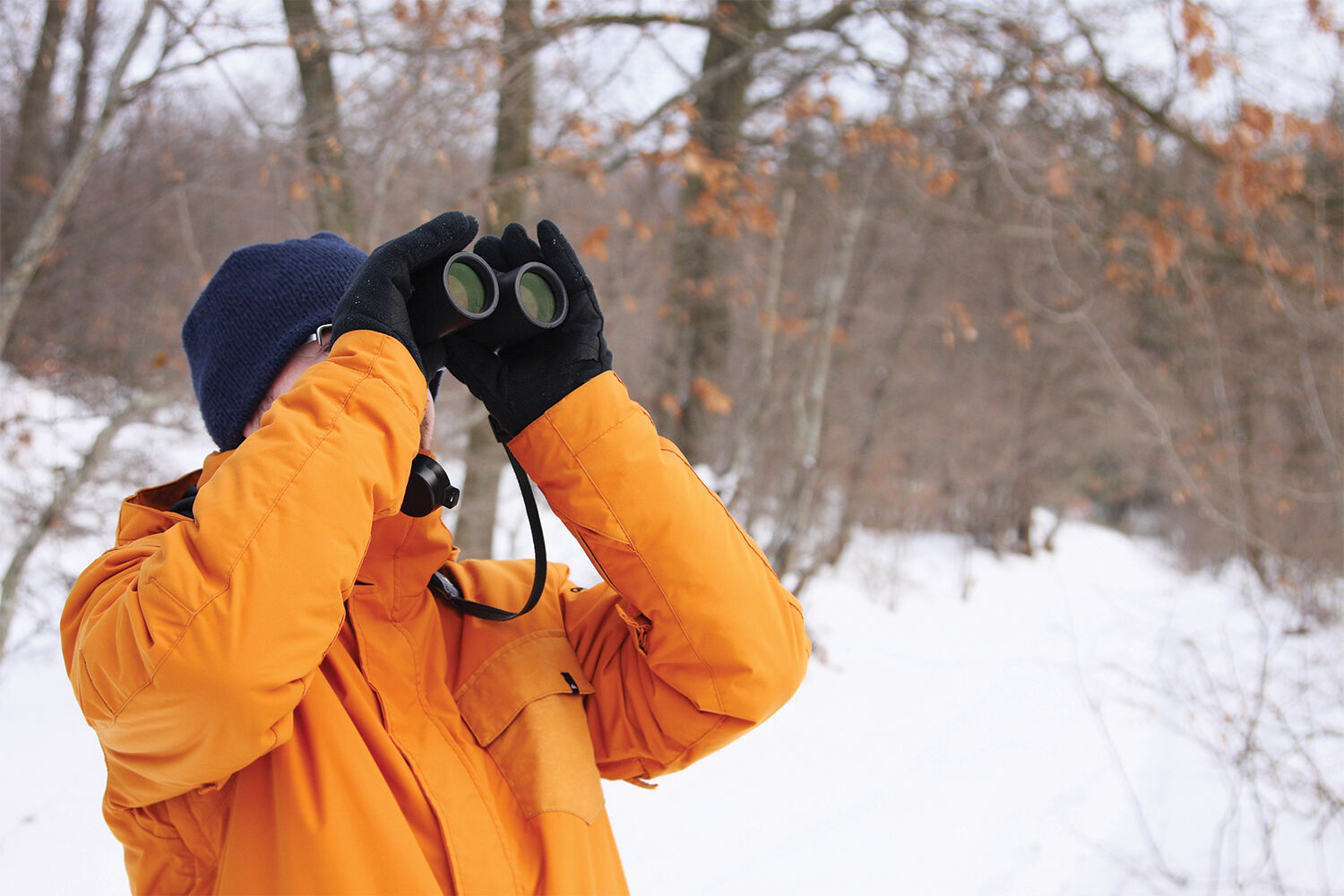 Christmas bird counts